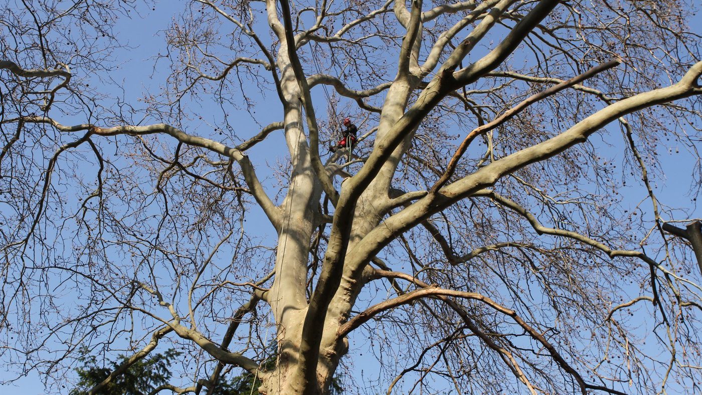 Blick von unten in die Krone eines großen Baums vor dem Einsatz