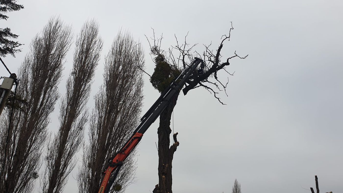 Kran hebt einen abgetragenen Stammabschnitt aus dem Baum