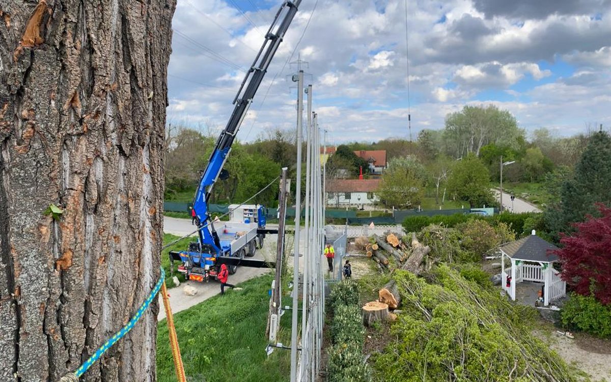 Baumstamm aus der Nähe mit angelegtem Sicherungsseil bei der Kontrolle